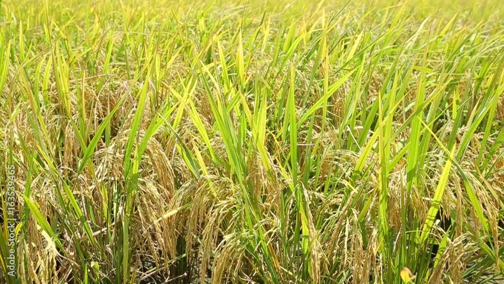 Paddy rice field Paddy rice field