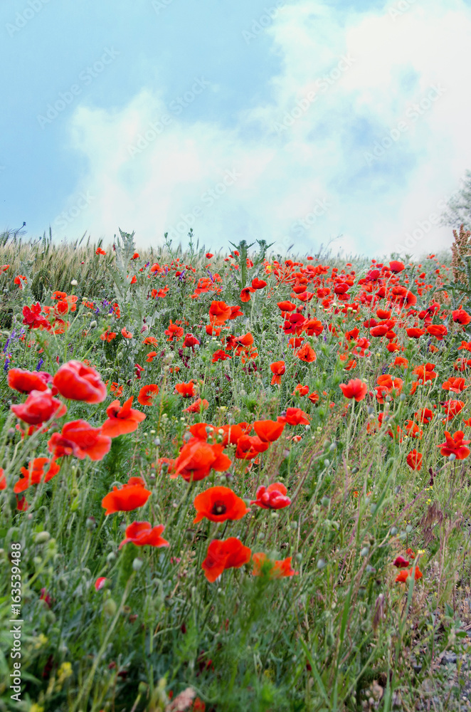 Obraz premium Red wild flowers of Papaver rhoeas (corn poppy, corn rose, field poppy), green wild field, country side