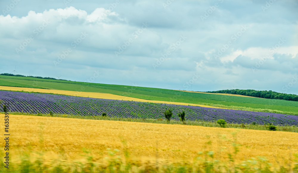 Countryside wild fild with violet lavender, yellow weath, corn and clouds blue sky