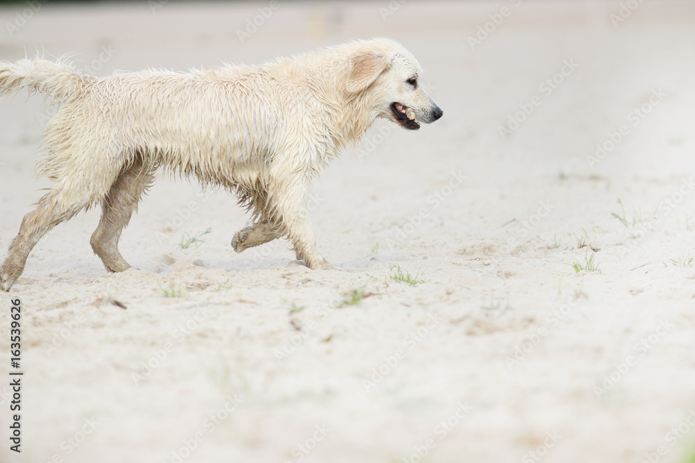 dog is played with a stick dog is played with a stick