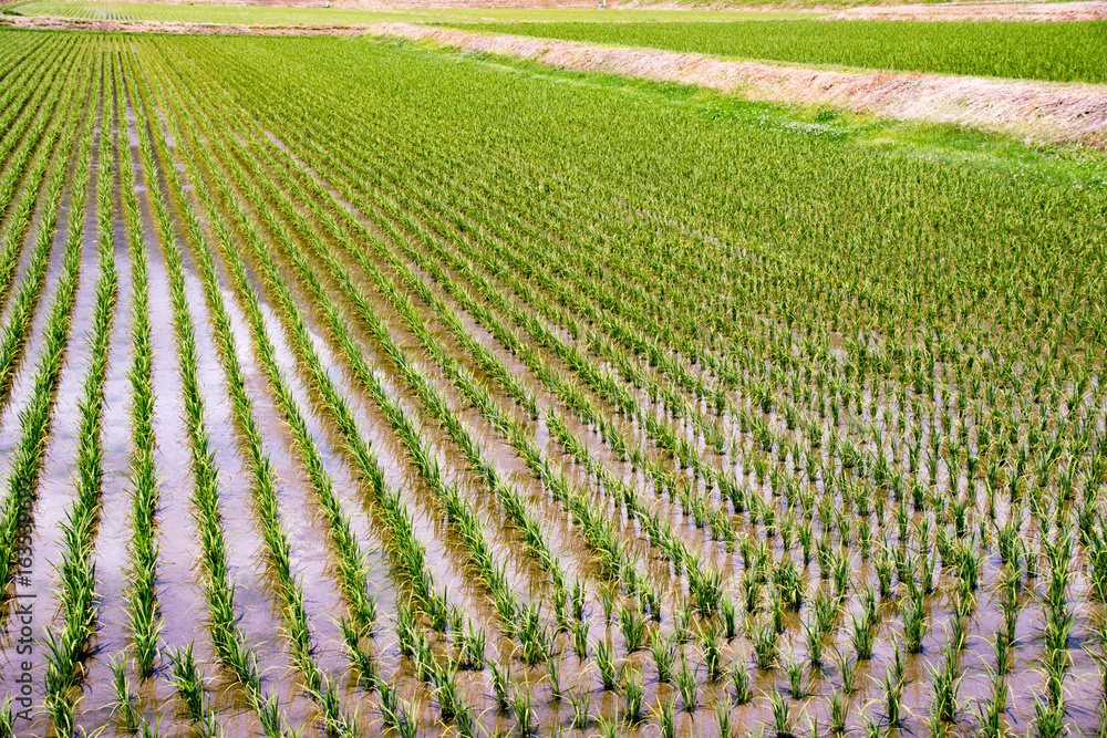 田んぼ