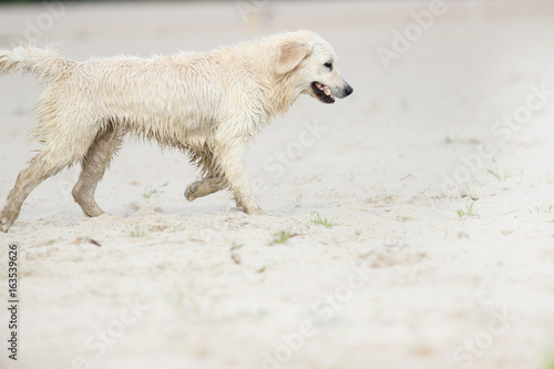 Foto dog is played with a stick