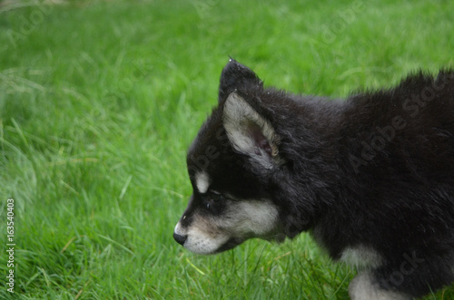 Profile of an Alusky Puppy Hunting for Bugs in Tall Grass photo