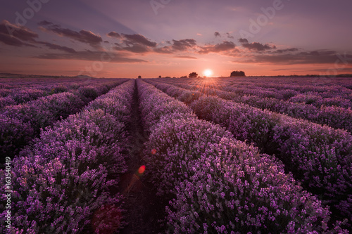 Fototapeta Naklejka Na Ścianę i Meble -  Lavender fields. Beautiful image of lavender field. Summer sunset landscape, contrasting colors. Dark clouds, dramatic sunset.