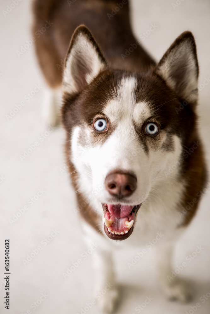 Siberian Husky on the white background Siberian Husky on the white background