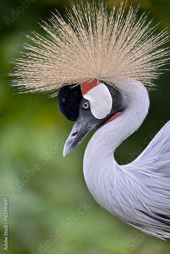 Closeup of Black Crowned Crane (Balearica pavonina) seen from profile