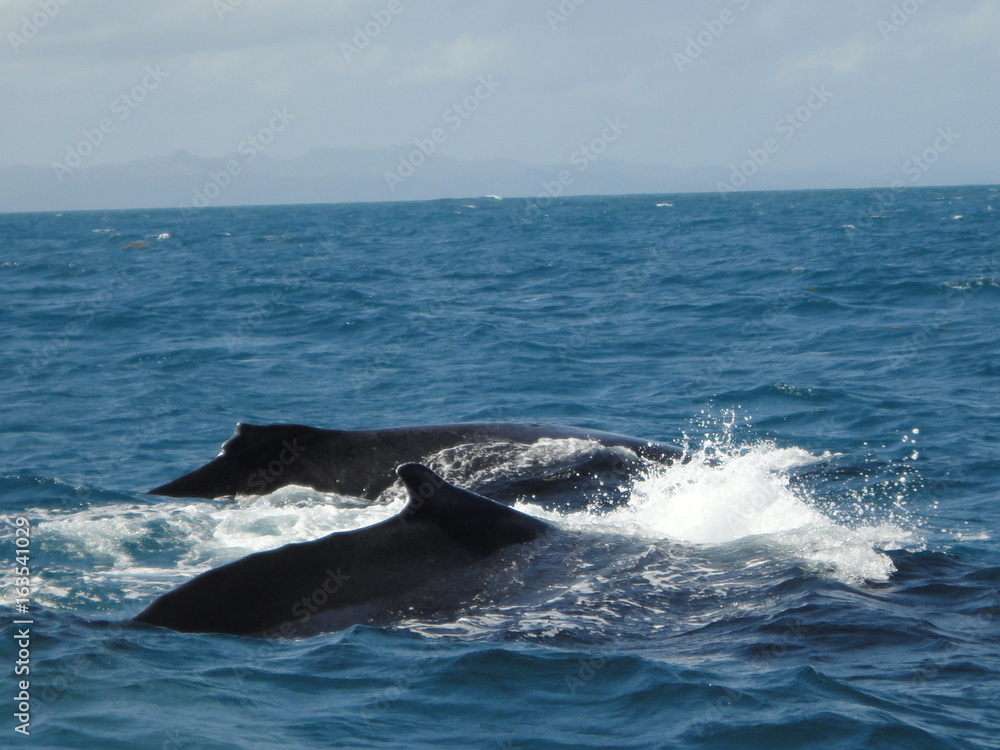 Obraz premium Baleine a bosse