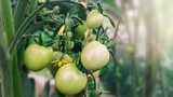 Green tomatoes on the branch
