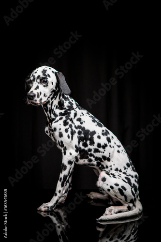 Dalmatian on the black background