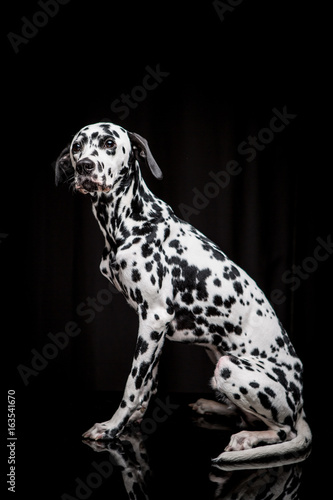 Dalmatian on the black background