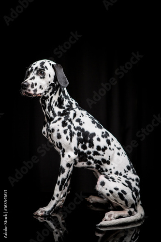 Dalmatian on the black background