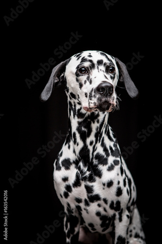 Dalmatian on the black background