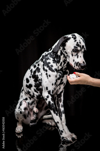 Dalmatian on the black background