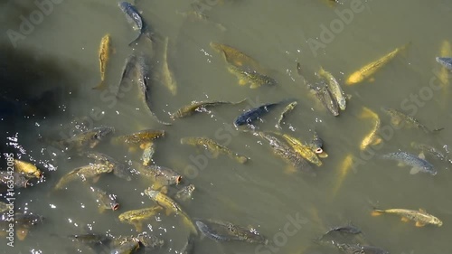 Carp