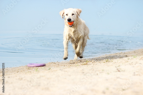 dog runs the beach