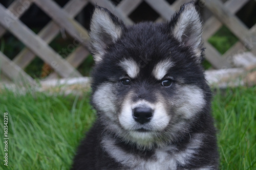 Sweet Expression on the Face of a Baby Alusky Dog photo