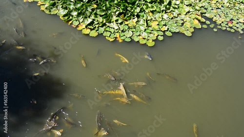 Carp
