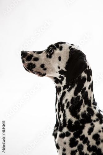 Dalmatian on the white background