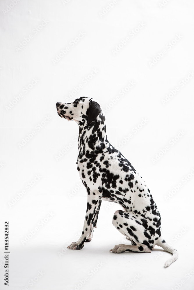 Fototapeta premium Dalmatian on the white background