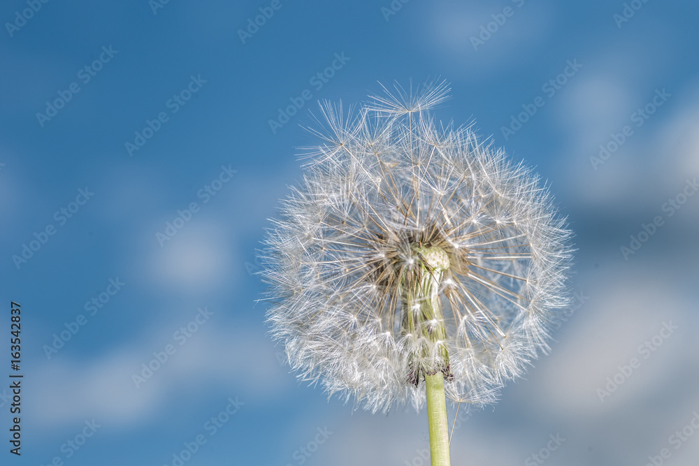 Dandelion tranquil abstract closeup art background. Beautiful blowball. Dandelion tranquil abstract closeup art background. Beautiful blowball.