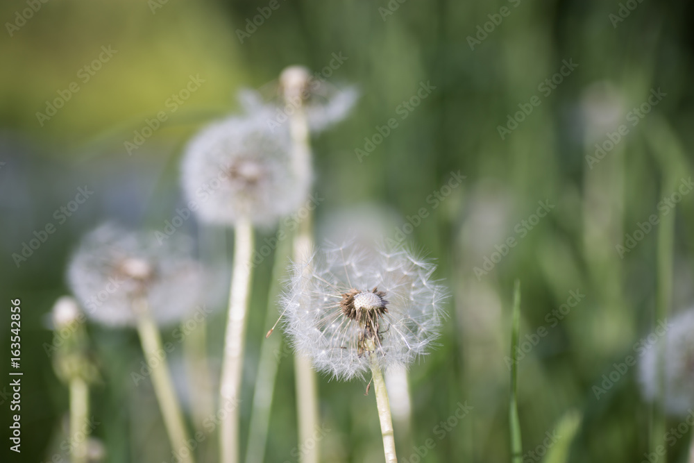 Dandelion tranquil abstract closeup art background. Beautiful blowball. Dandelion tranquil abstract closeup art background. Beautiful blowball.