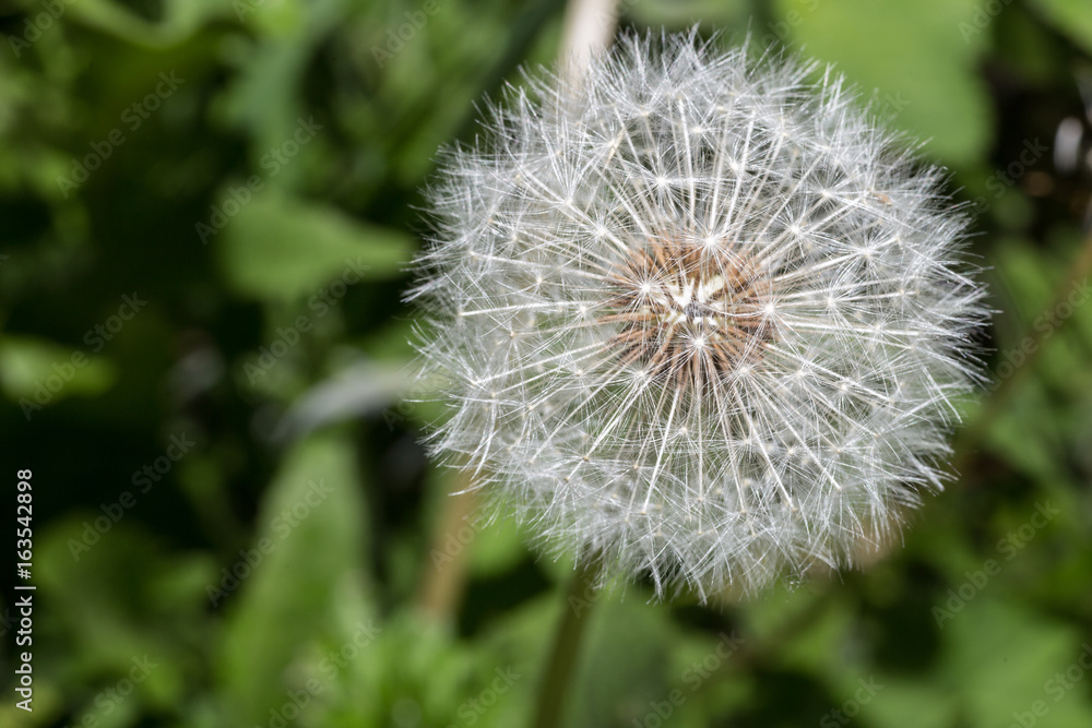 Dandelion tranquil abstract closeup art background. Beautiful blowball. Dandelion tranquil abstract closeup art background. Beautiful blowball.