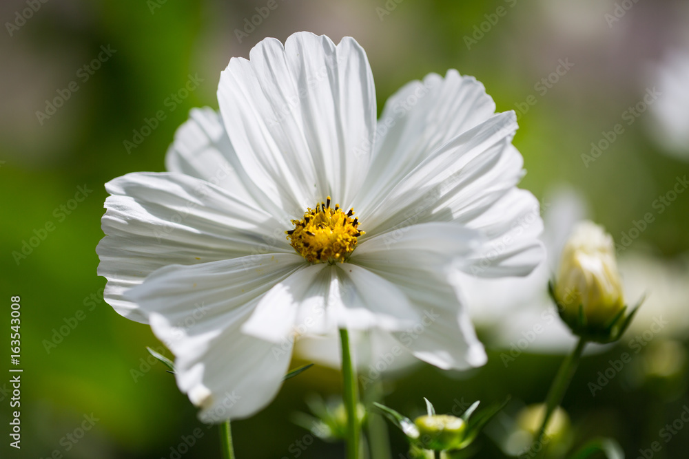 Cosmos bipinnatus in garden, gardening, summer flower, flowering, blossom, white Cosmos bipinnatus Cosmos bipinnatus in garden, gardening, summer flower, flowering, blossom, white Cosmos bipinnatus