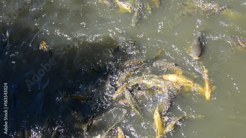 Carp