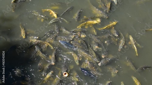 Carp