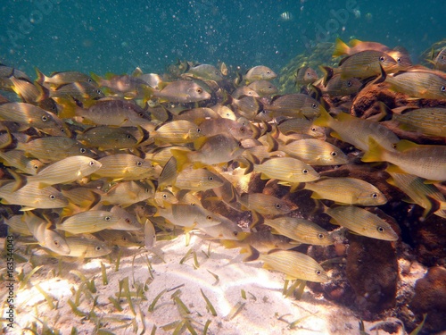 schwarm gelber Fische unter Wasser © Nancy