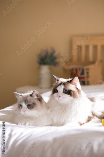 ragdoll on the bed
