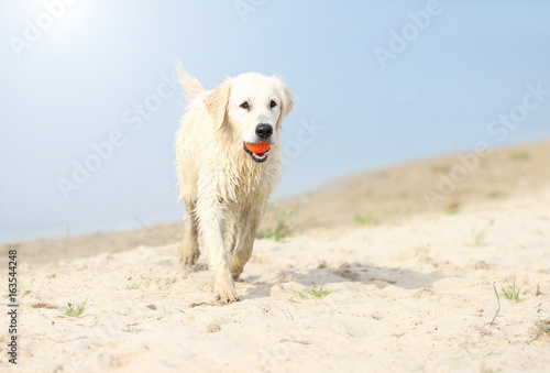 dog runs on the beach © Happy monkey