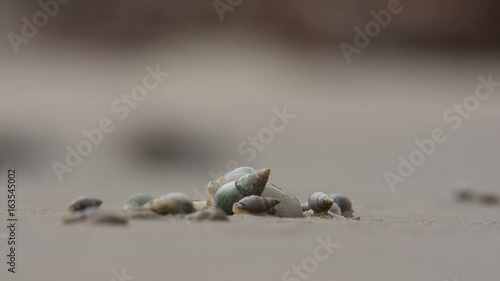 sea snail