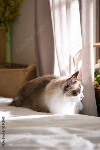 ragdoll on the bed