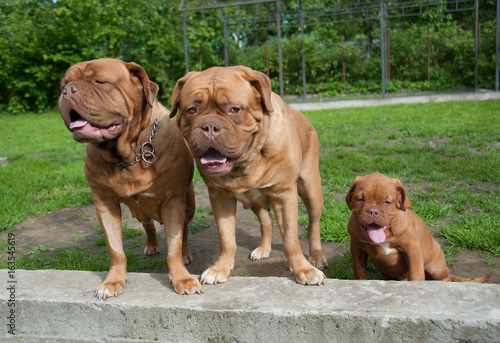 three  puppies Dogue de Bordeaux © raduga21