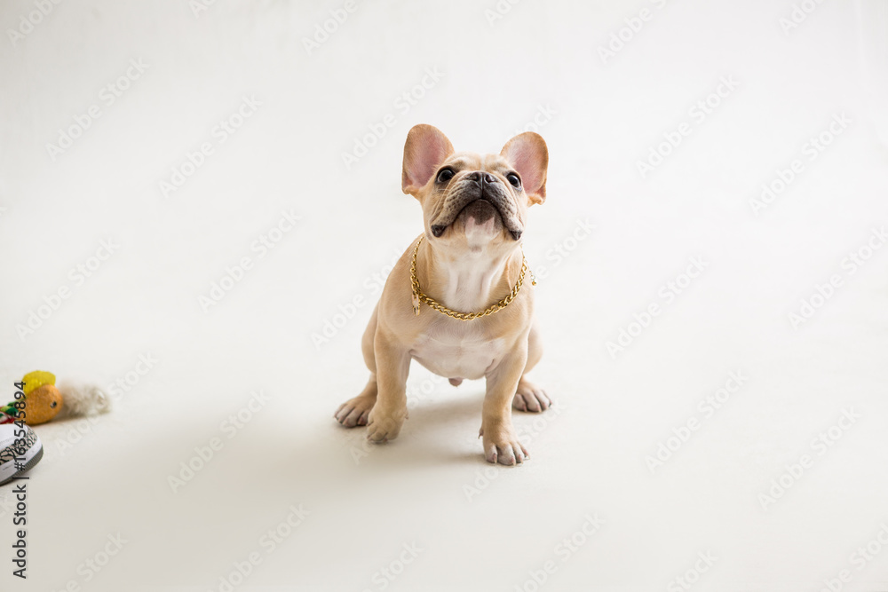 French Bulldog on the white background