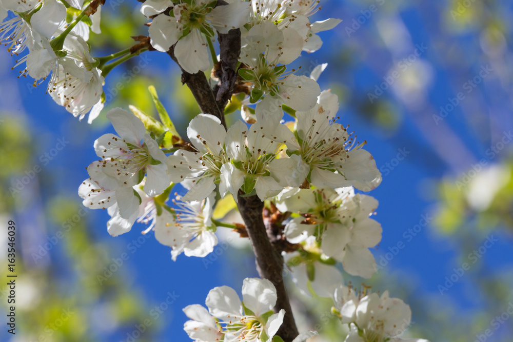 Obraz premium Branche de cerisier