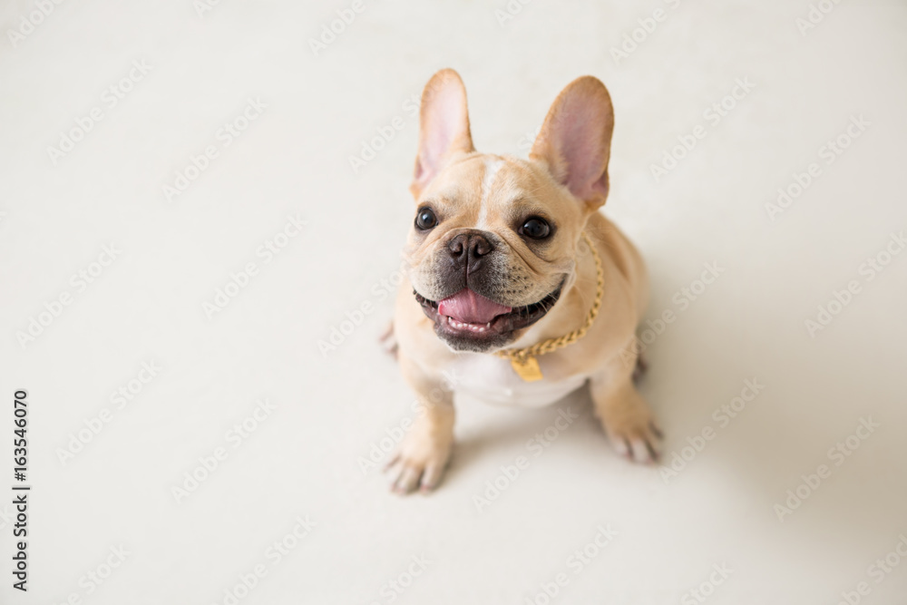 French Bulldog on the white background French Bulldog on the white background
