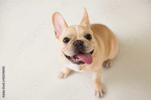 French Bulldog on the white background