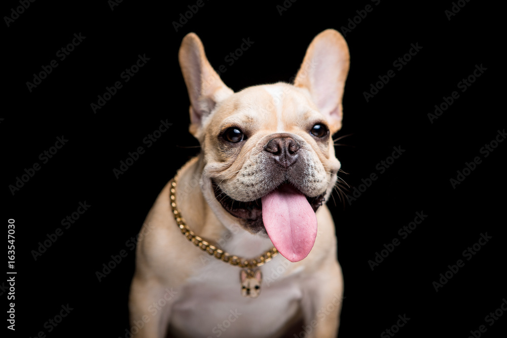 French Bulldog on the black background French Bulldog on the black background
