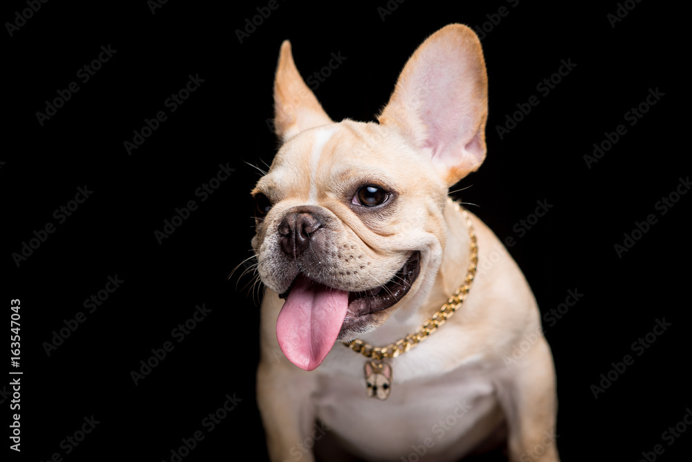 Fototapeta premium French Bulldog on the black background