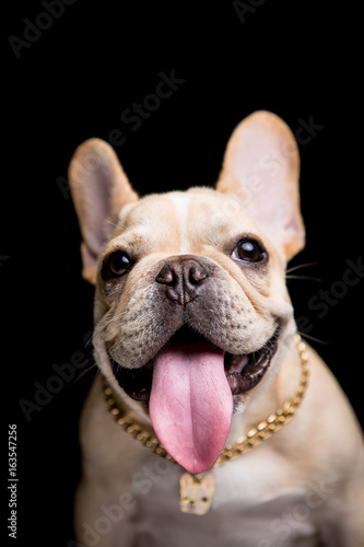 French Bulldog on the black background