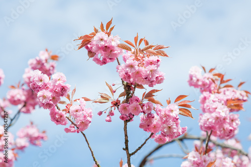 Kwitnące drzewo wiosną w ogrodzie