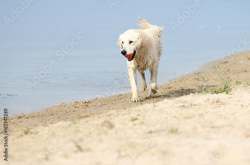 Wet dog run © Happy monkey