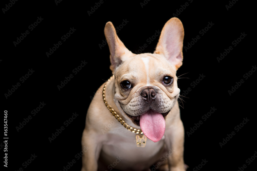 French Bulldog on the black background French Bulldog on the black background