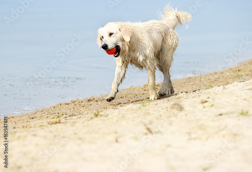 dog runs on the beach © Happy monkey