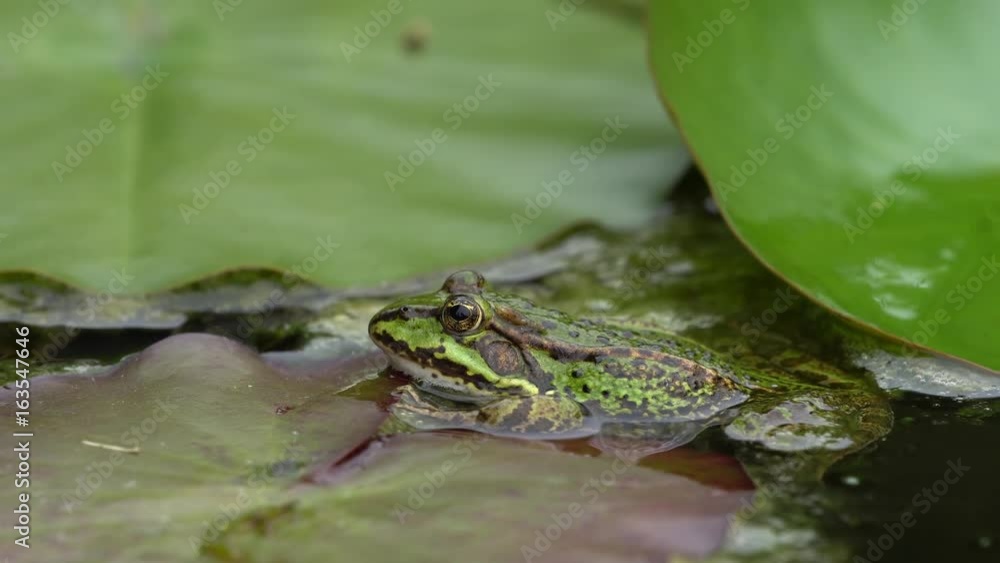 Close up video zooming in on a green frog that swims away between water lily leaves in a garden pond Close up video zooming in on a green frog that swims away between water lily leaves in a garden pond