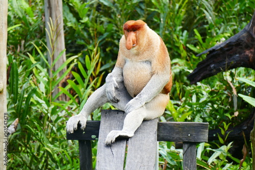 Photography Beautiful monkey nasach Nasalis larvatus against a background of tropical island jungle