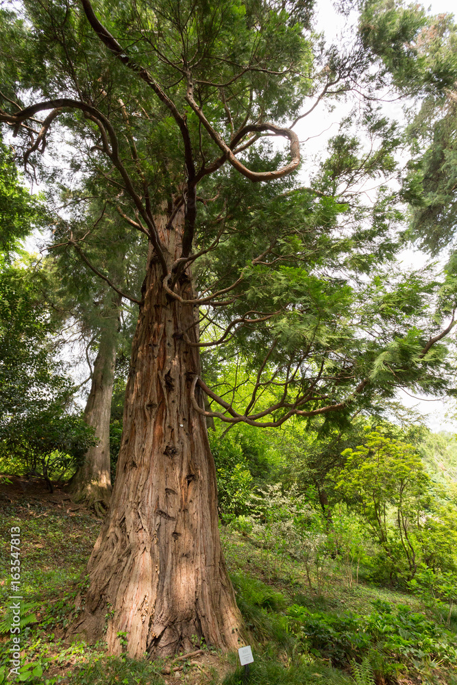Fototapeta premium arbre Séquoia dans le parc