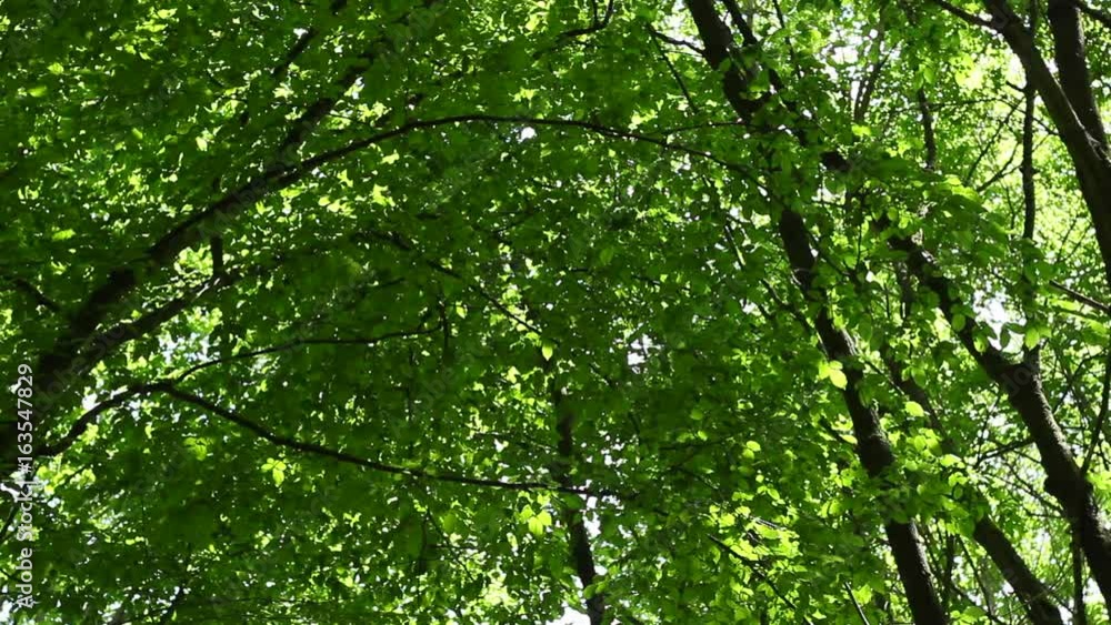 Sunrays shining through green leaves of high treetops Sunrays shining through green leaves of high treetops